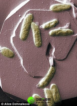 湯姆-克拉克博士正在東安格利亞大學進行研究的希瓦氏菌