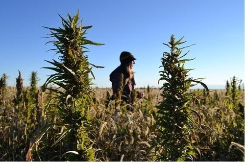 大麻可用來制造廉價電池 供平板電腦等移動設(shè)備使用（圖片來自engadget）