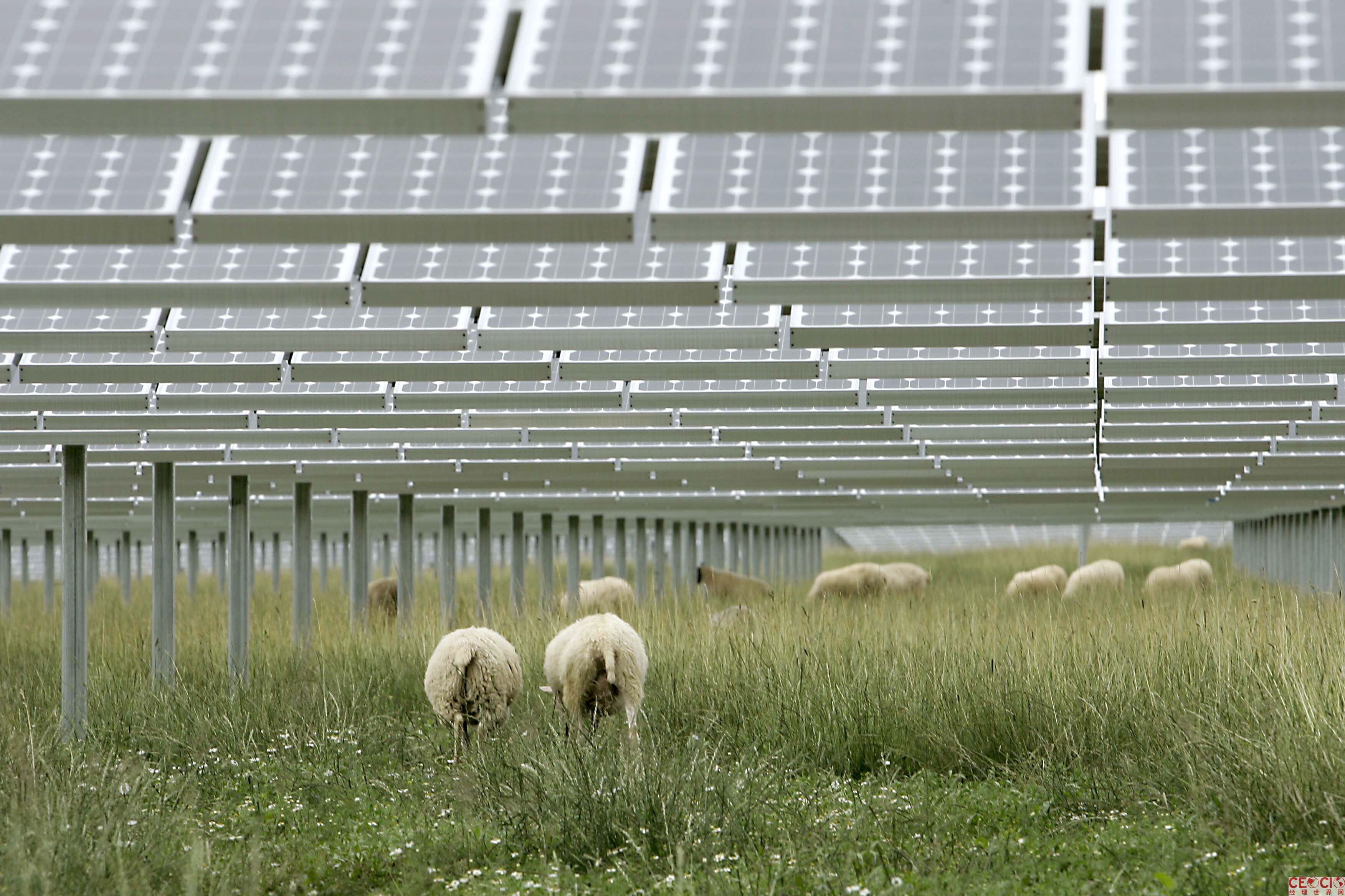 中國光伏行業峰回路轉 同業凈利陡增500%