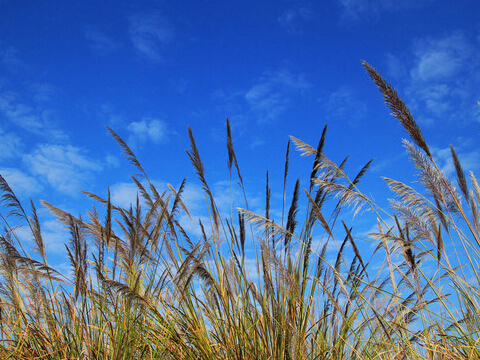 中科院:巧用蘆葦制備鋰電池三維硅負極材料 中科院:巧用蘆葦制備鋰電池三維硅負極材料