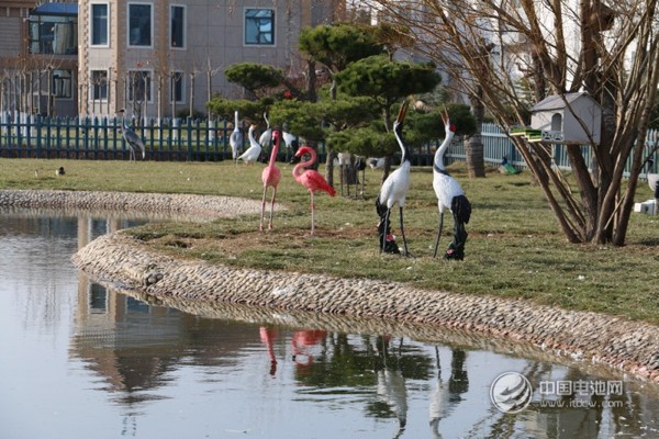 海德新能汽車廠區(qū)萌寵 海德新能汽車廠區(qū)萌寵