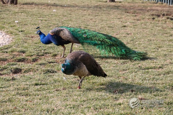 海德新能汽車廠區(qū)萌寵 海德新能汽車廠區(qū)萌寵