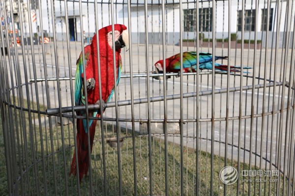 海德新能汽車廠區(qū)萌寵 海德新能汽車廠區(qū)萌寵