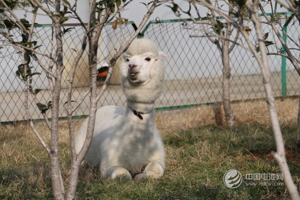 海德新能汽車廠區(qū)萌寵 海德新能汽車廠區(qū)萌寵