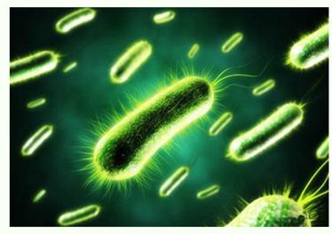 美國研發出可持久供電的細菌太陽能電池 傳統光伏發電方式或被顛覆? 美國研發出可持久供電的細菌太陽能電池 傳統光伏發電方式或被顛覆?