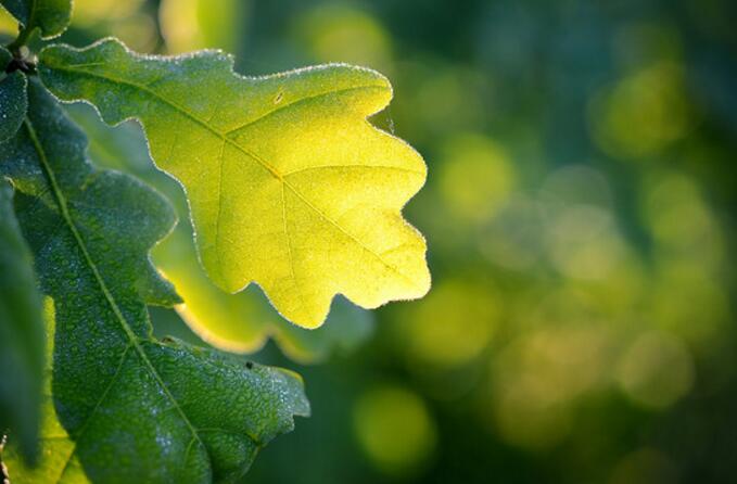 葉片綠色電池 葉片綠色電池