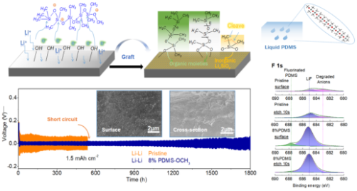 液態(tài)聚二甲基硅氧烷的界面原位催化嫁接以實現(xiàn)無枝晶的鋰電鍍和高可逆的鋰金屬電池