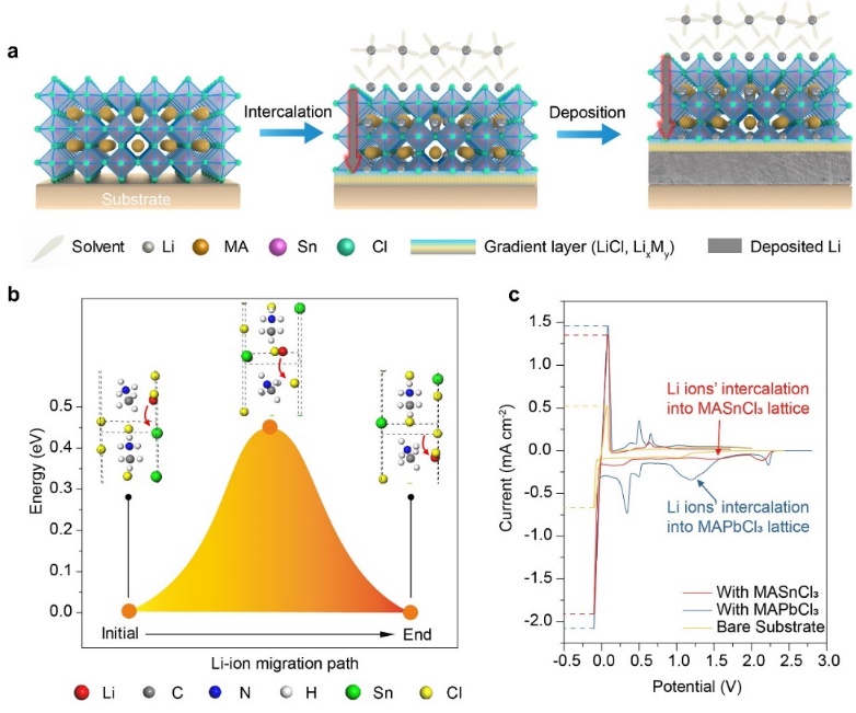 中國科大等在金屬鹵化物鈣鈦礦導(dǎo)鋰層穩(wěn)定鋰電池方面取得進展 中國科大等在金屬鹵化物鈣鈦礦導(dǎo)鋰層穩(wěn)定鋰電池方面取得進展