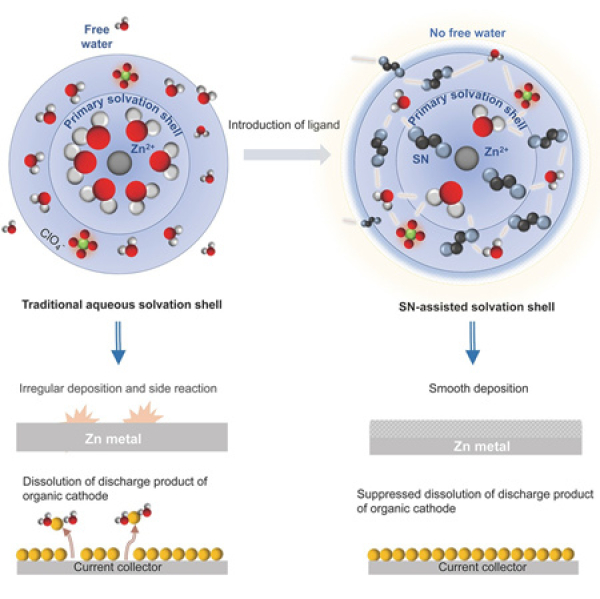 水合熔鹽電解質(zhì)與傳統(tǒng)水系電解質(zhì)的溶劑化結(jié)構(gòu)對(duì)比示意圖 水合熔鹽電解質(zhì)與傳統(tǒng)水系電解質(zhì)的溶劑化結(jié)構(gòu)對(duì)比示意圖